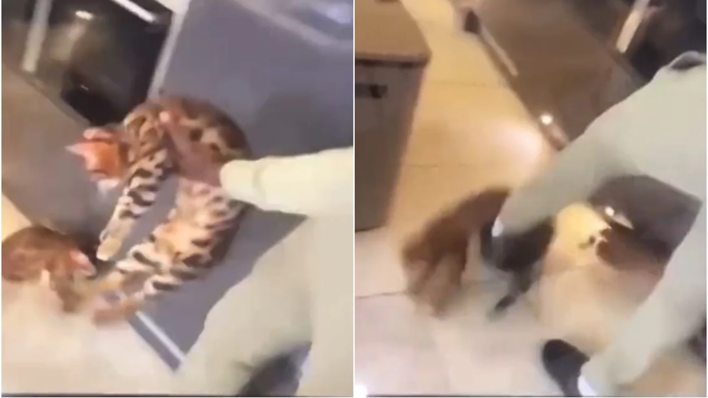 Kurt Zouma se graba maltratando a su gato con patadas y bofetones Kurt Zouma se graba maltratando a su gato con patadas y bofetones