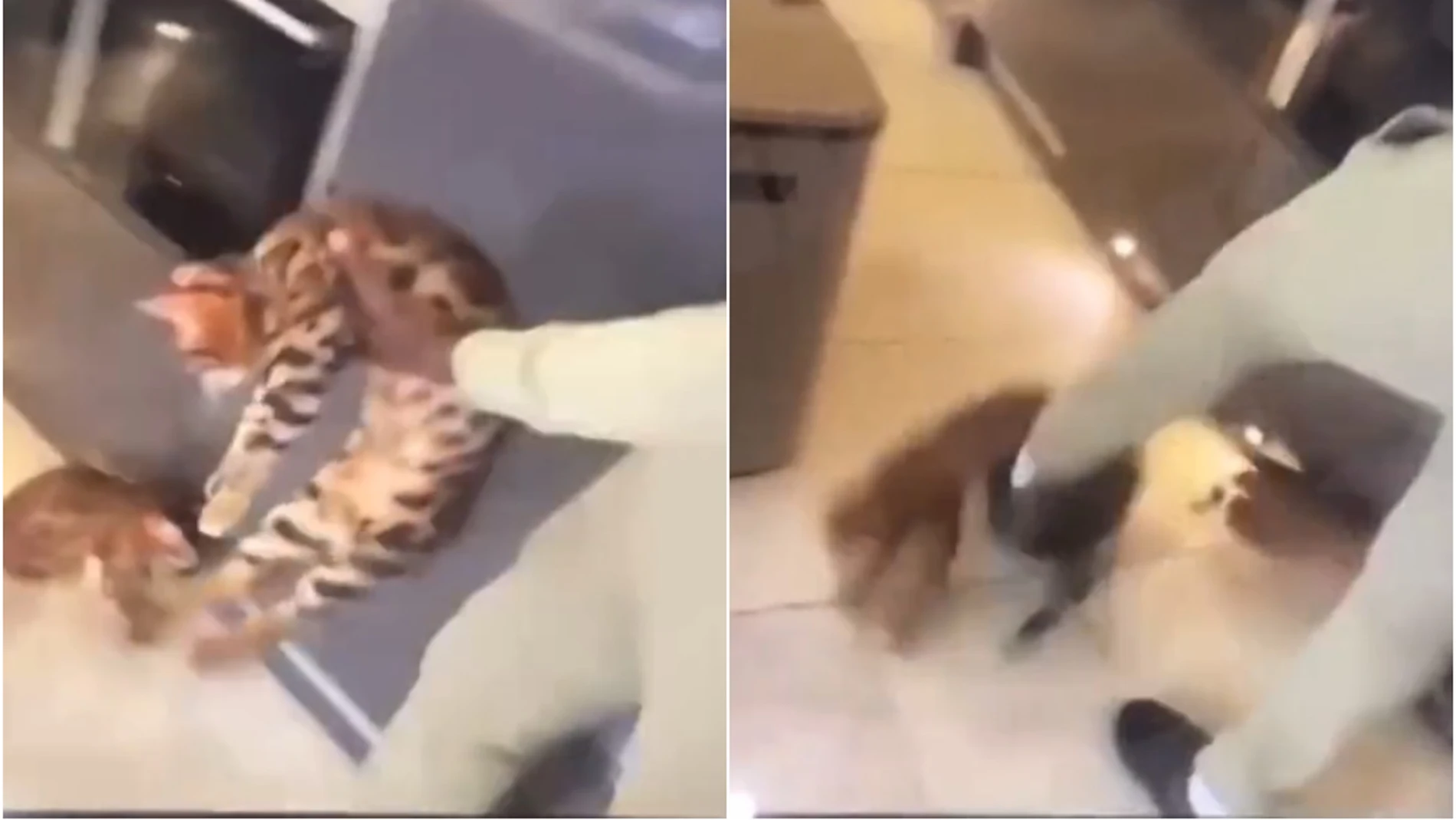 Kurt Zouma se graba maltratando a su gato con patadas y bofetones