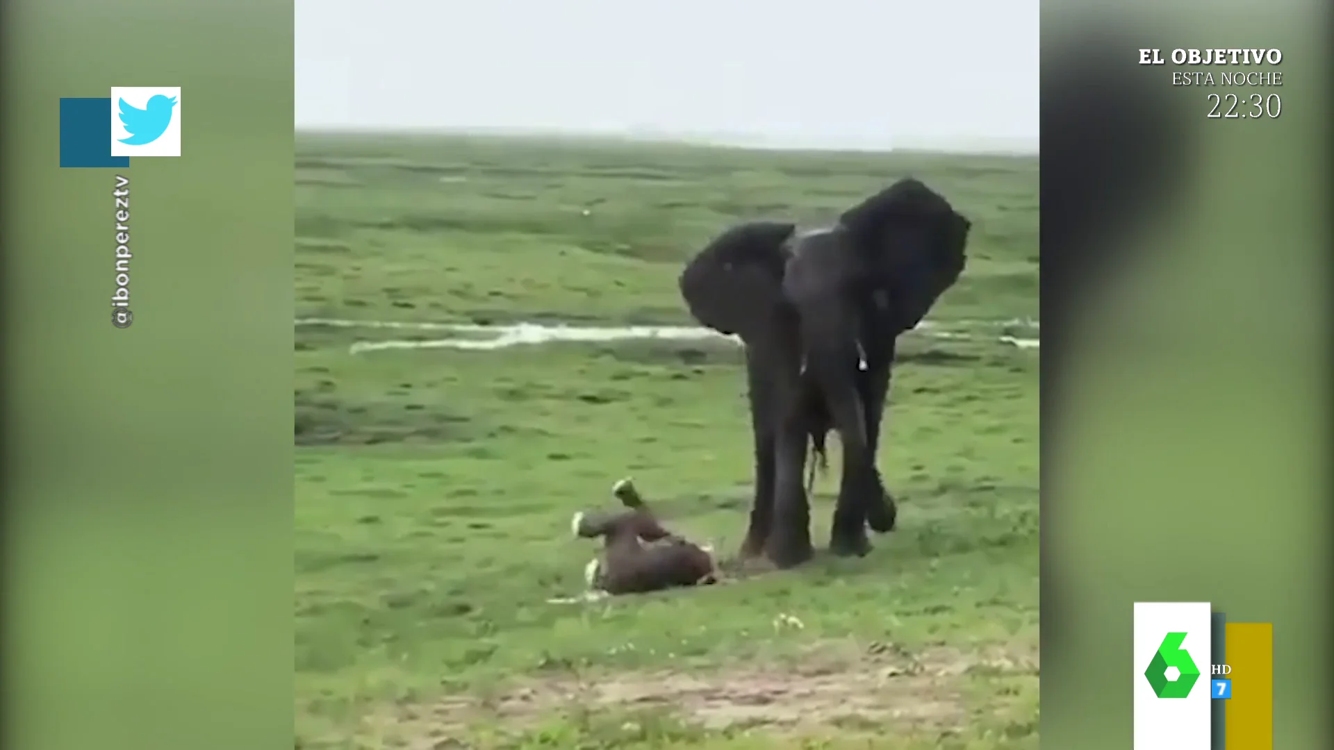 Así es el sorprendente nacimiento de un elefantito y la reacción de la manada