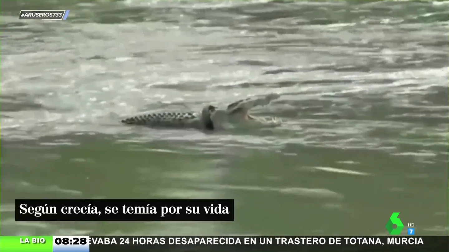 cocodrilo cocodrilo