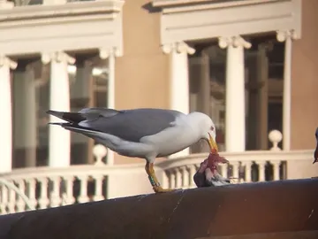 Las gaviotas ayudan a la dispersion de especies de plantas invasoras y nativas Las gaviotas ayudan a la dispersion de especies de plantas invasoras y nativas