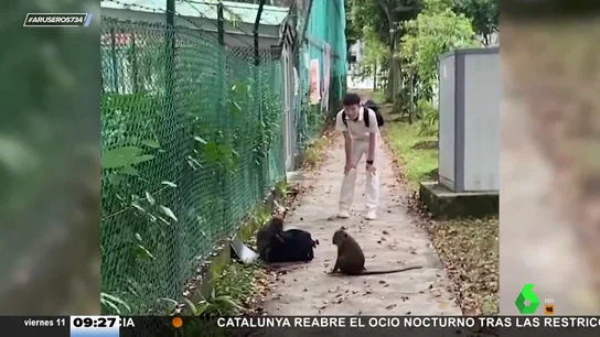 Joven Singapur robo monos Joven Singapur robo monos