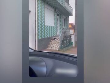 Un hombre se graba disparando a un gato con una pistola de gas comprimido