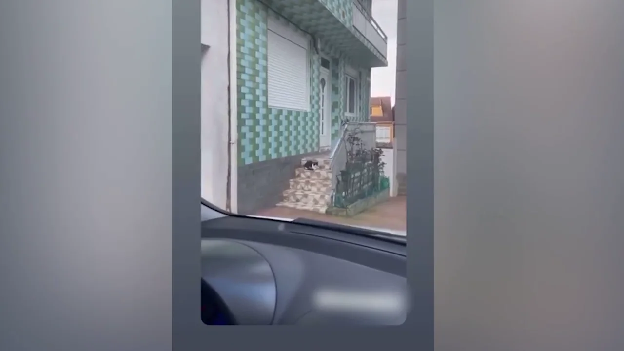 Un hombre se graba disparando a un gato con una pistola de gas comprimido