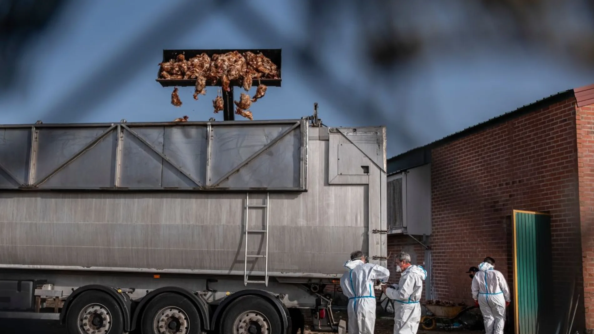 Miles de gallinas sacrificadas en Íscar, Valladolid