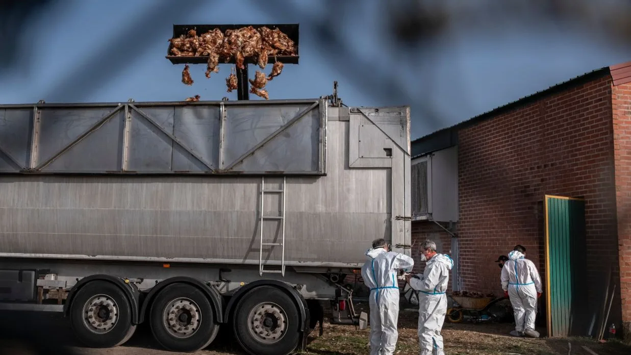 Miles de gallinas sacrificadas en Íscar, Valladolid