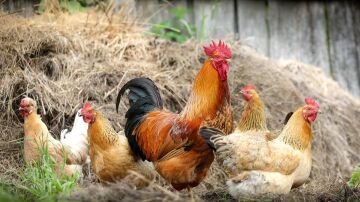 ¿Es peligrosa para los humanos la cepa de gripe aviar que circula por España?
