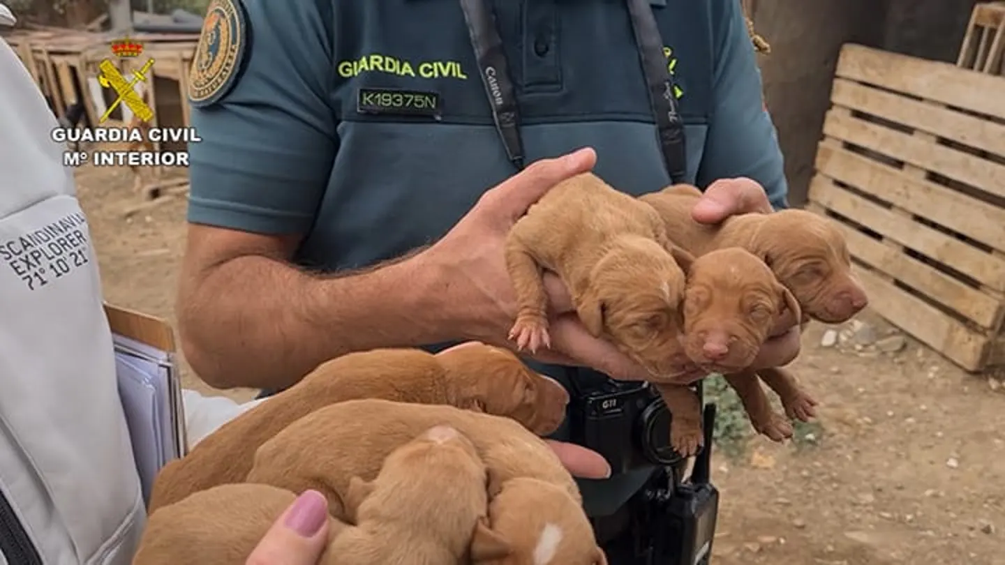 Imagen de algunos de los perros rescatados por la Guardia Civil Imagen de algunos de los perros rescatados por la Guardia Civil