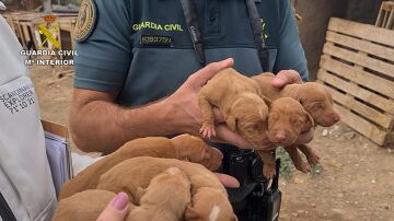 Imagen de algunos de los perros rescatados por la Guardia Civil