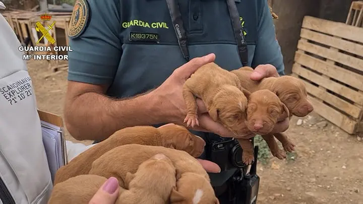 Imagen de algunos de los perros rescatados por la Guardia Civil