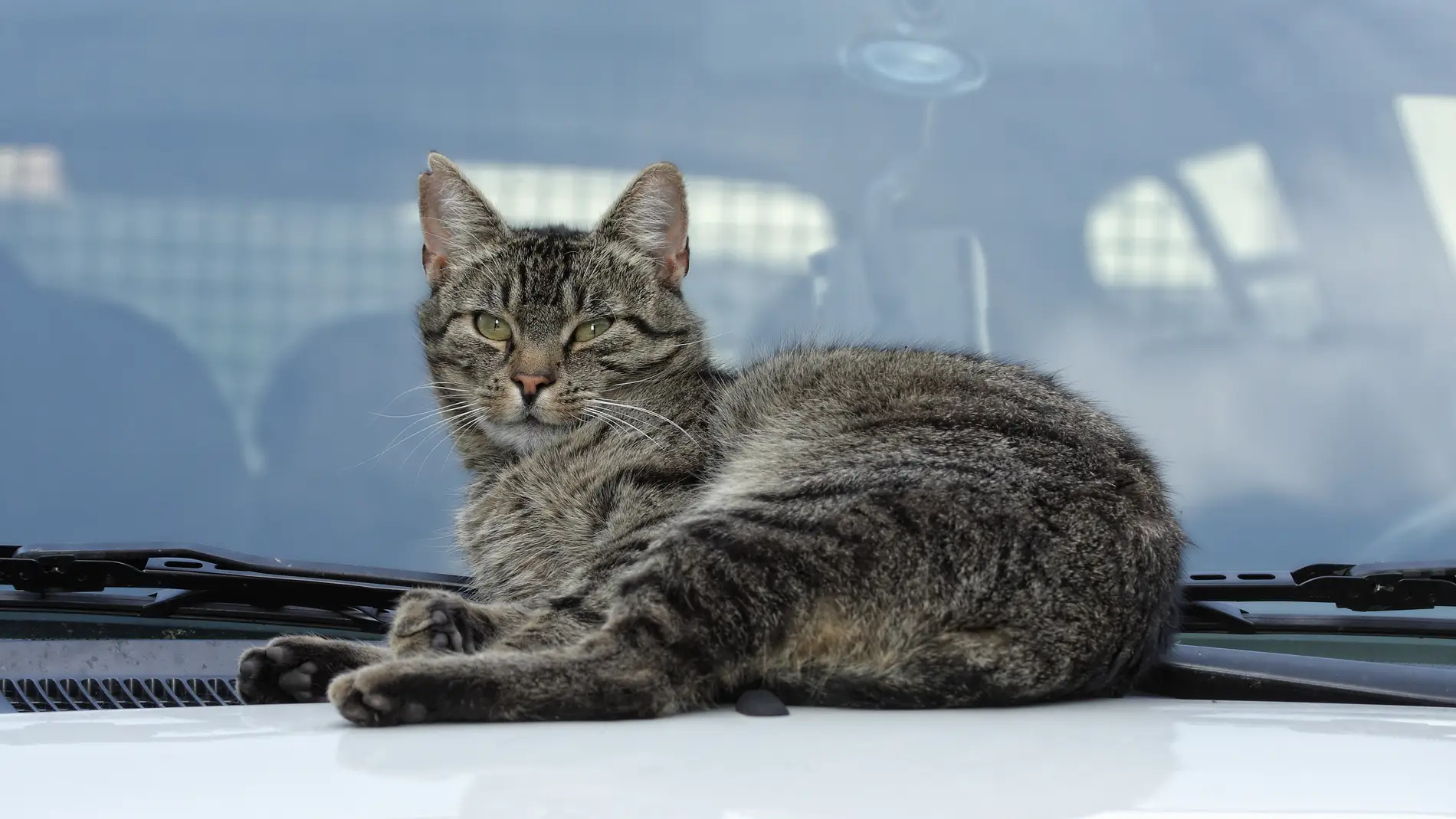 Imagen de archivo de un gato en un coche