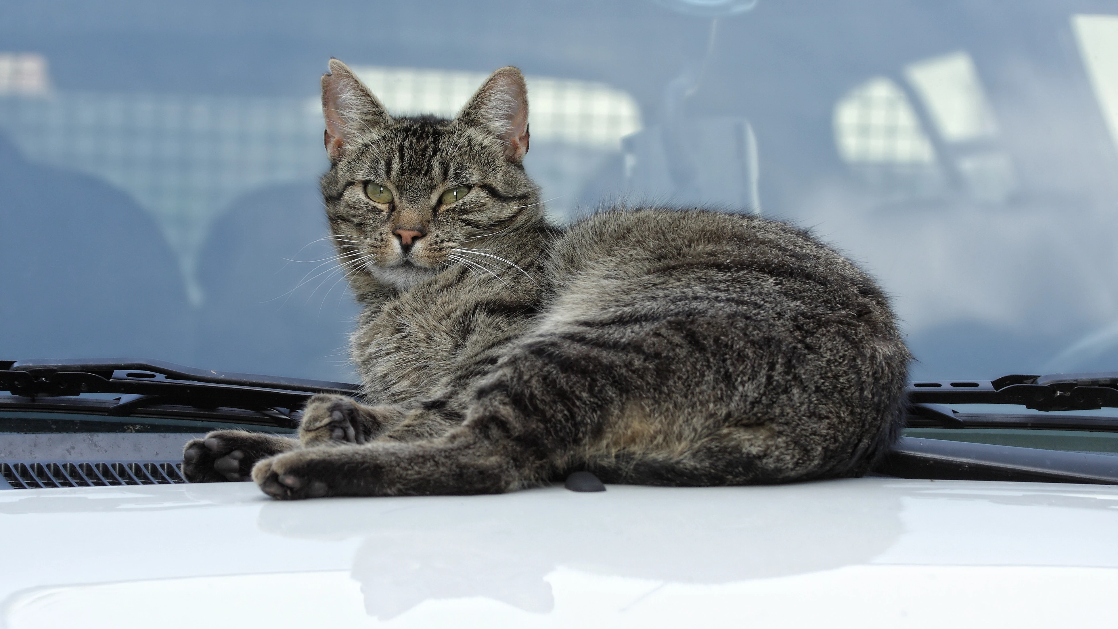 Imagen de archivo de un gato en un coche