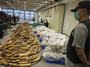 El ADN desvela las tacticas de las redes criminales que trafican con colmillos de elefante El ADN desvela las tacticas de las redes criminales que trafican con colmillos de elefante