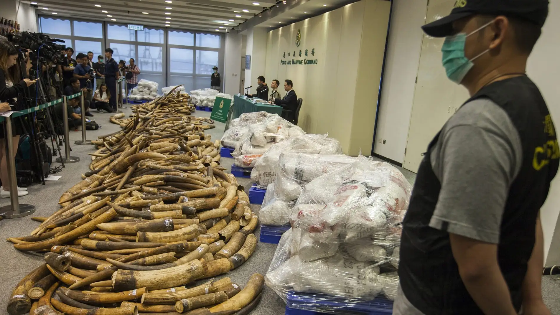 El ADN desvela las tacticas de las redes criminales que trafican con colmillos de elefante