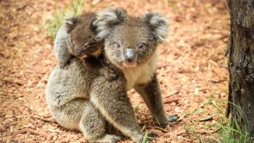 Australia declara a los koalas en peligro de extinción