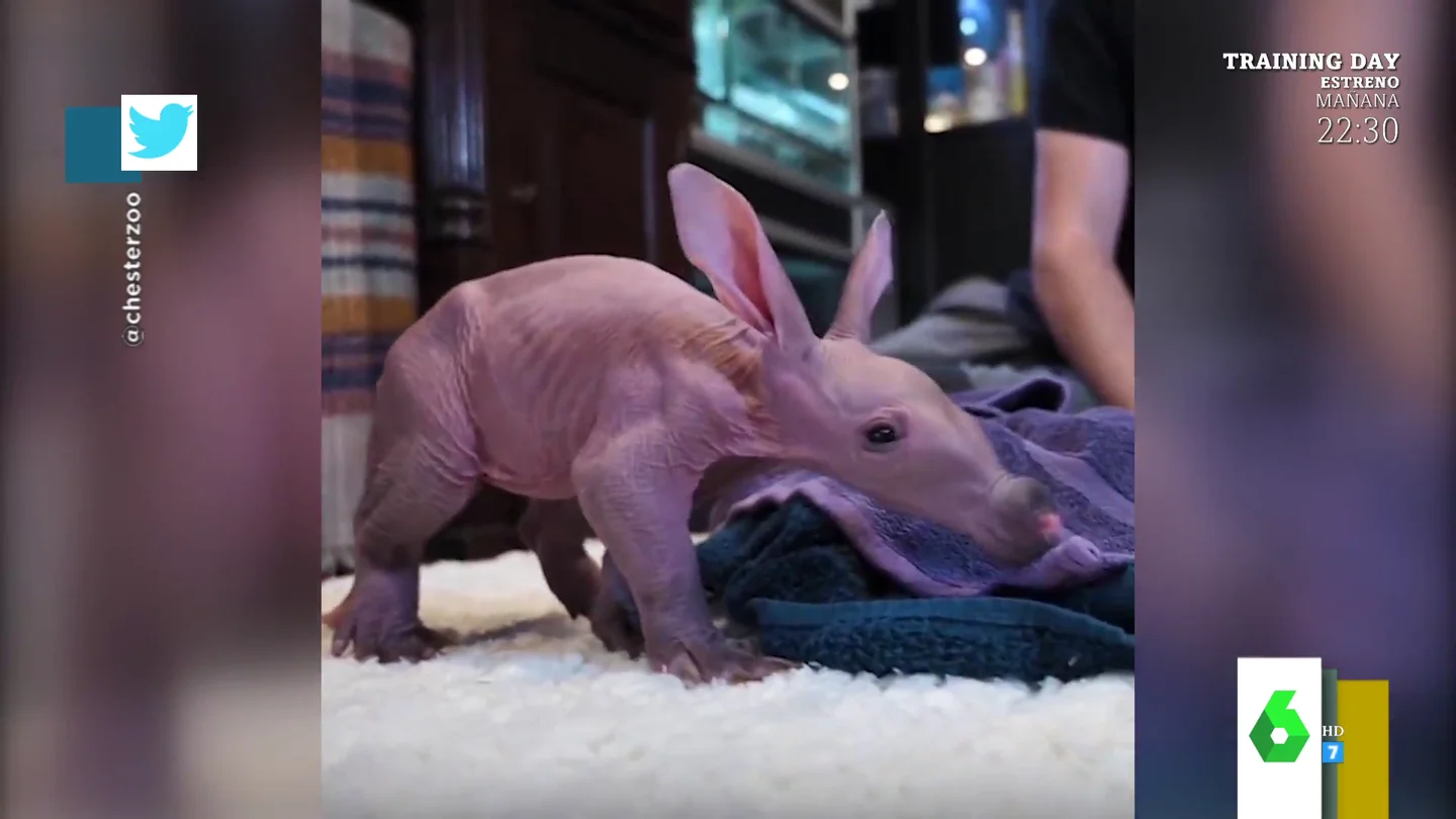 Dobby Dobby
