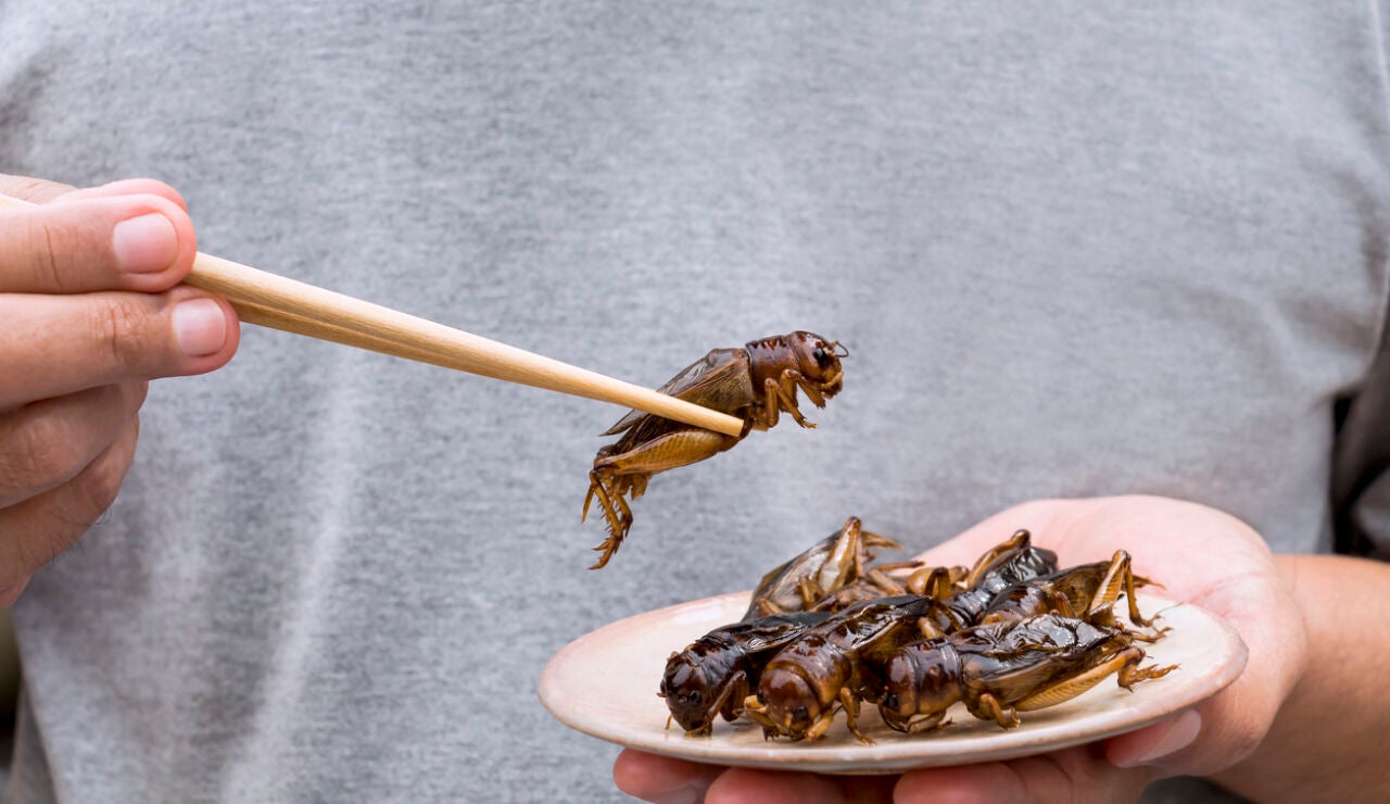 Insectos