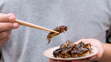 Insectos