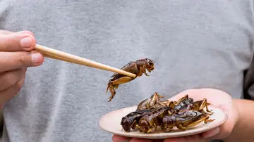 Insectos Insectos
