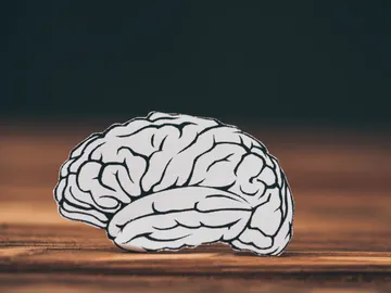 Cerebro Cerebro