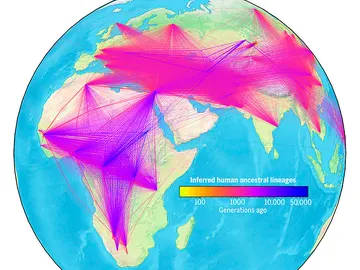 Un enorme arbol genealogico para comprender la familia humana Un enorme arbol genealogico para comprender la familia humana