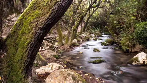 El Bosque (Cádiz) El Bosque (Cádiz)