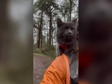 Así es Pohaku, el gato que ama caminar y montar en bici Así es Pohaku, el gato que ama caminar y montar en bici