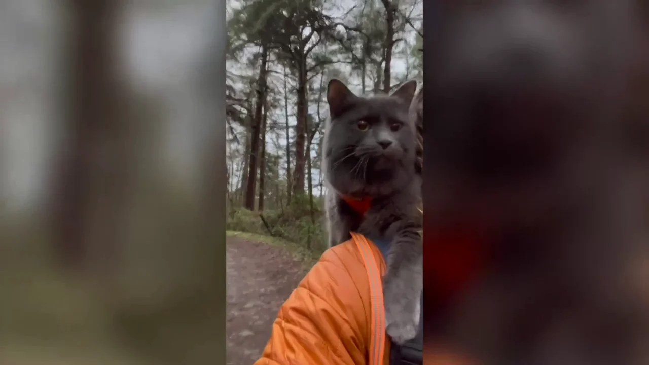 As&iacute; es Pohaku, el gato que ama caminar y montar en bici
