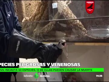 Incautan en Gran Canaria la mayor colección privada de animales venenosos de España