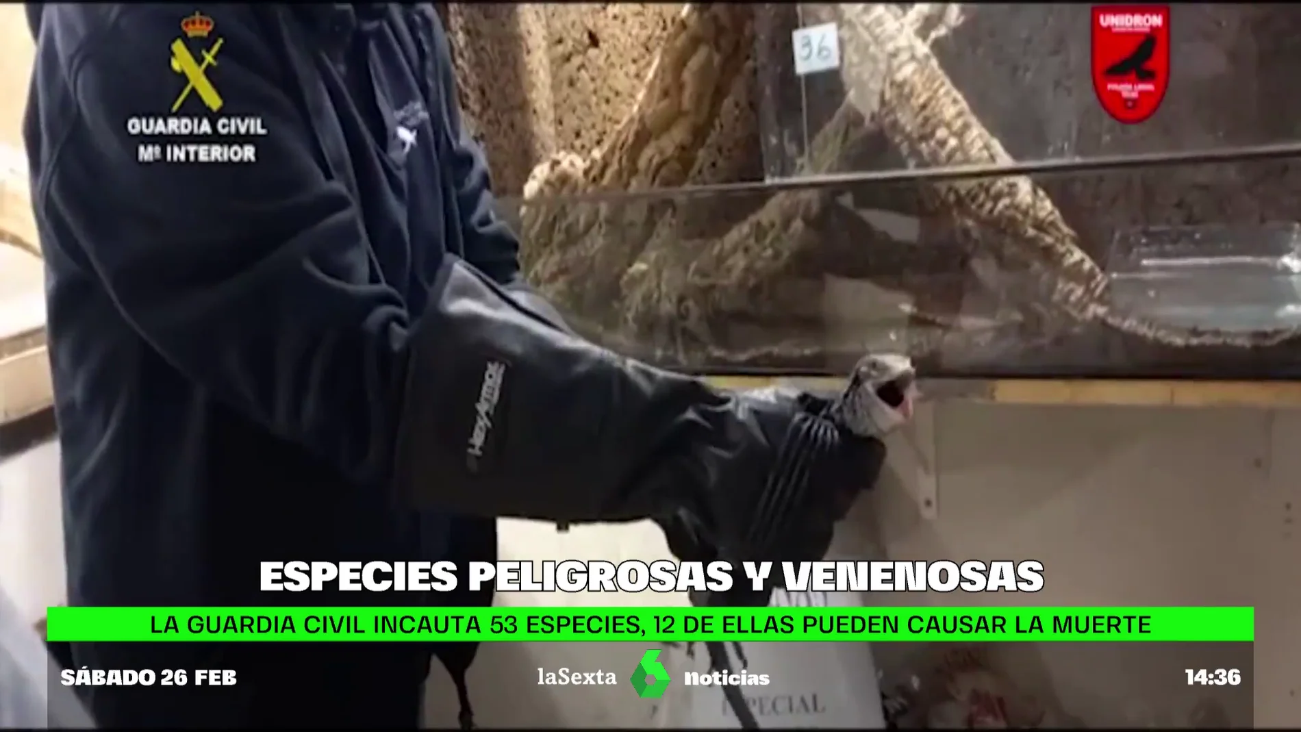 Incautan en Gran Canaria la mayor colección privada de animales venenosos de España