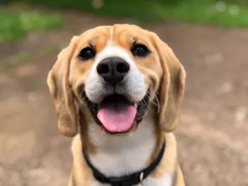 Perro Perro