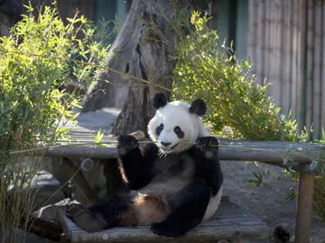 Osos panda gemelos en el zoo de Madrid Osos panda gemelos en el zoo de Madrid