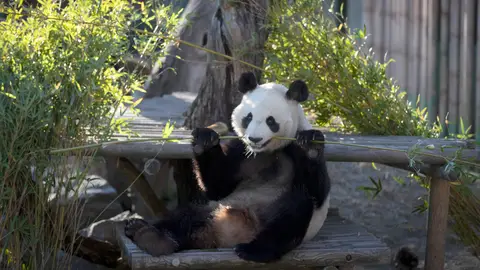 Osos panda gemelos en el zoo de Madrid Osos panda gemelos en el zoo de Madrid