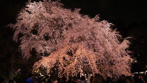 Cerezos en flor por la noche