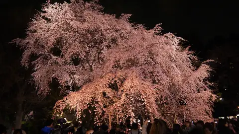 Cerezos en flor por la noche Cerezos en flor por la noche