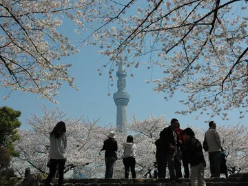 Estos son los mejores lugares de Tokio para maravillarte ante sus cerezos en flor Estos son los mejores lugares de Tokio para maravillarte ante sus cerezos en flor