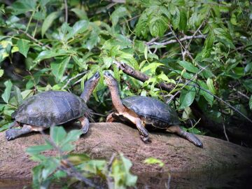 Las tortugas llegan a Costa Rica con la primavera