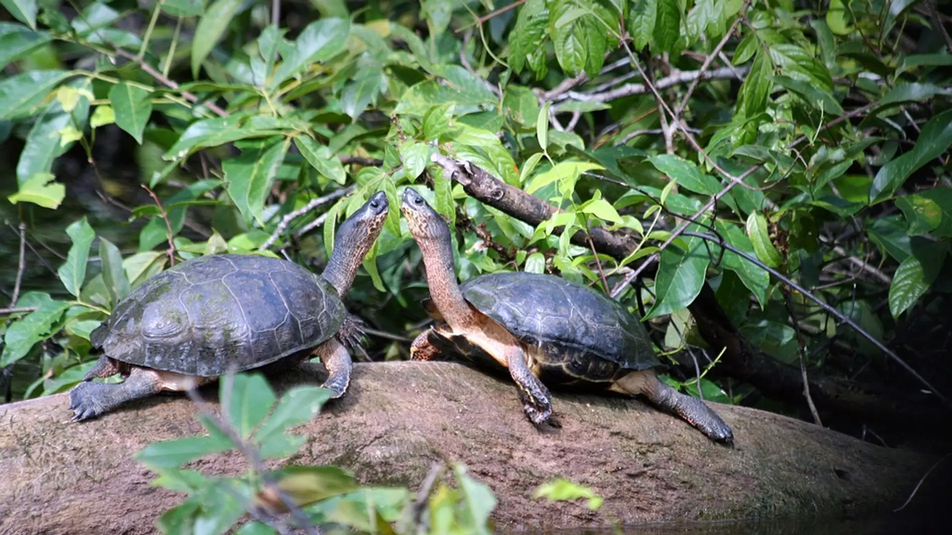 Las tortugas llegan a Costa Rica con la primavera