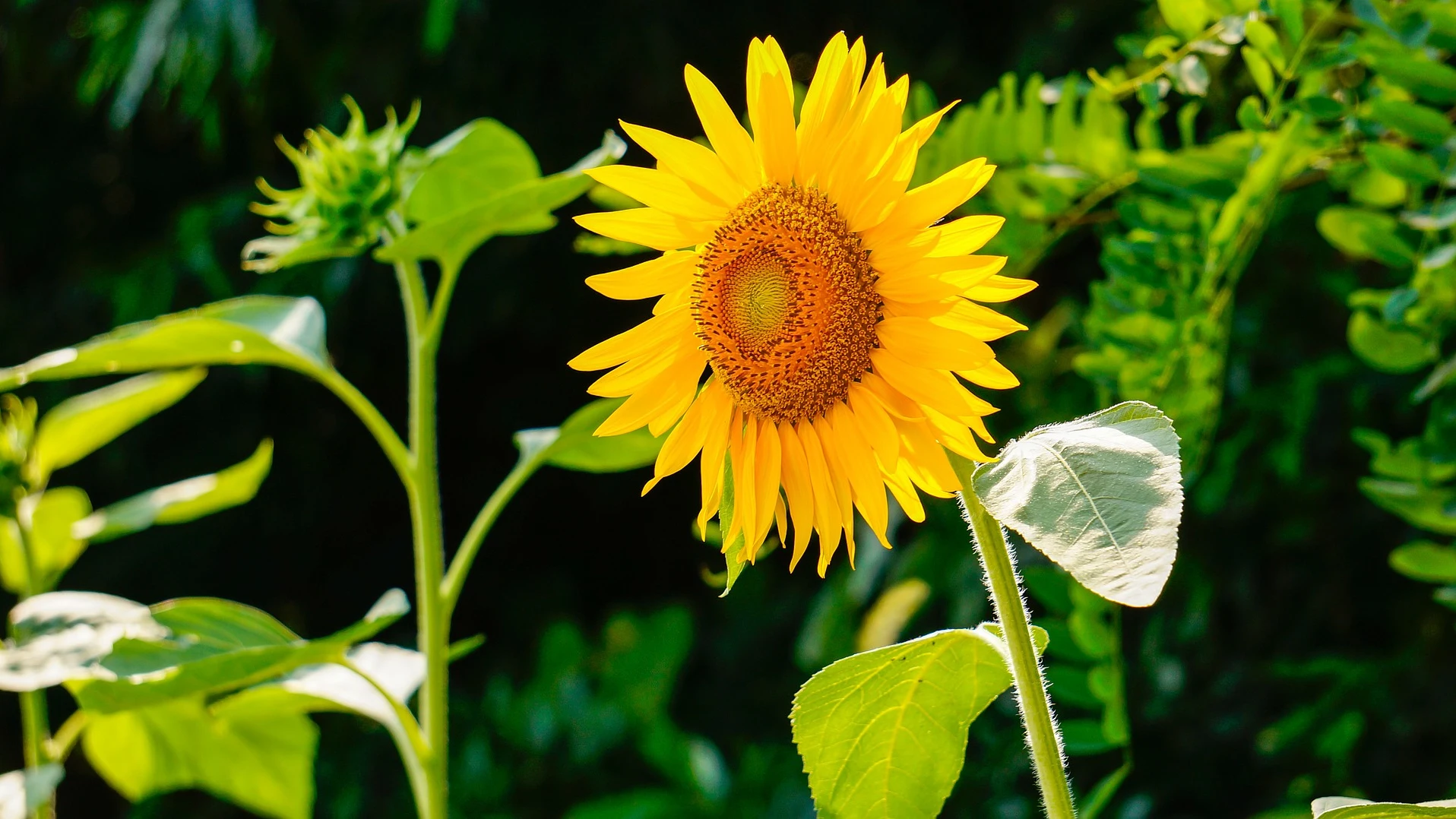 Cuándo plantar semillas de girasol