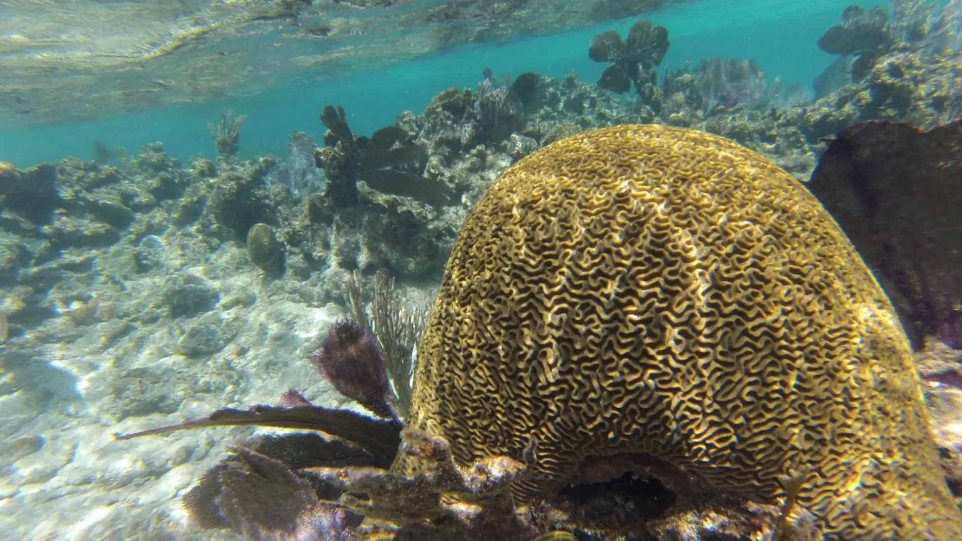 Un arrecife de coral