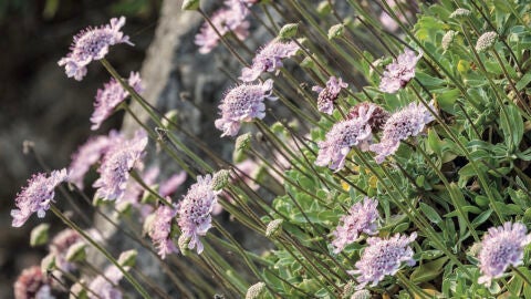 Flores