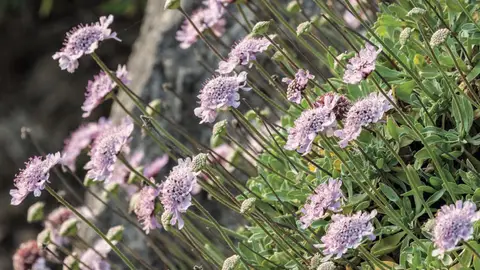 Flores Flores