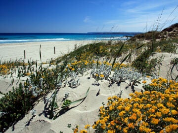 Las dunas de Formentera florecen en primavera