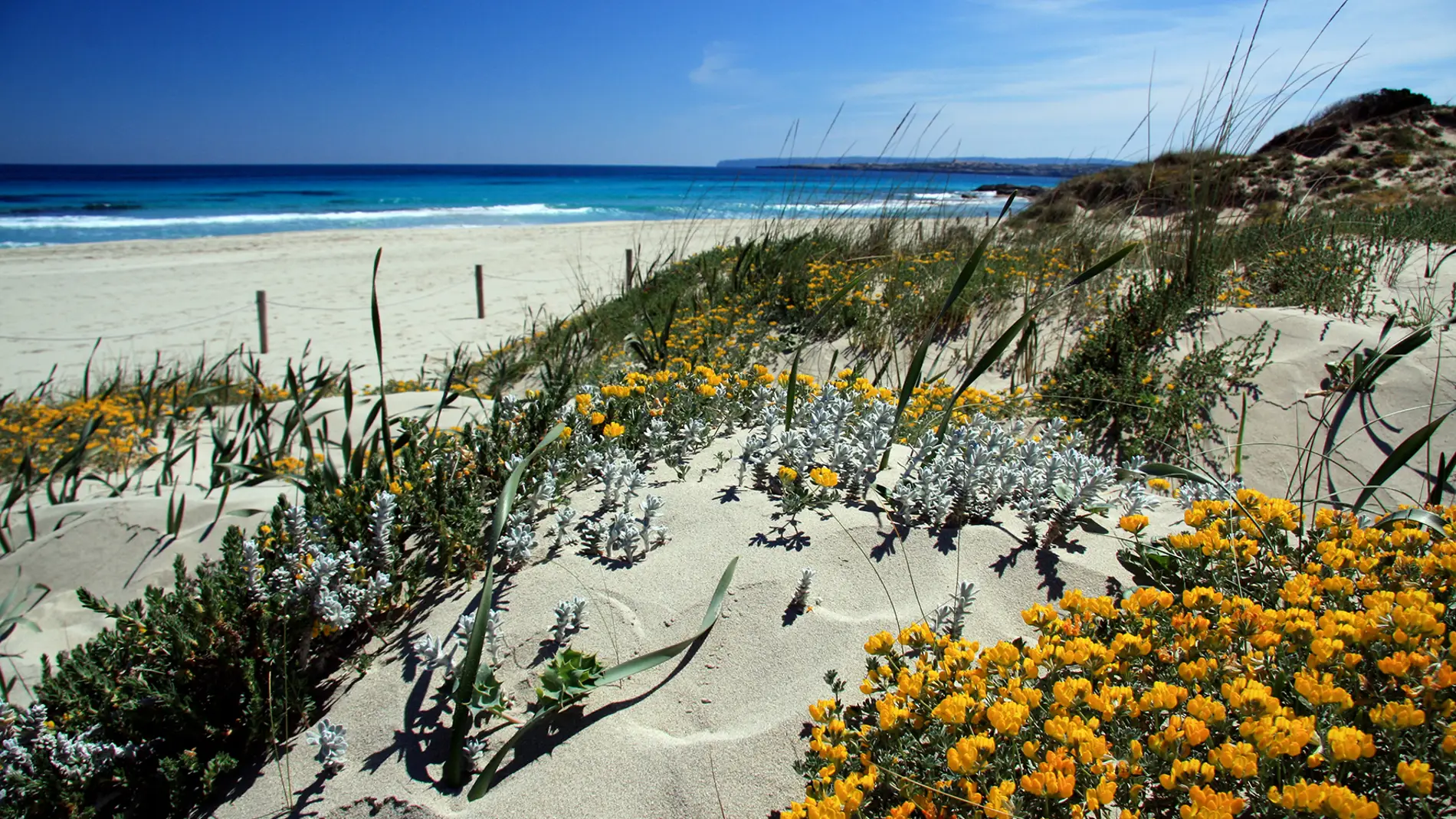Las dunas de Formentera florecen en primavera
