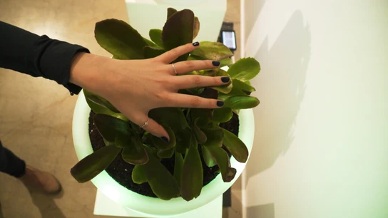 Tu próxima lámpara será una planta: el proyecto innovador de una empresa española para producir electricidad Tu próxima lámpara será una planta: el proyecto innovador de una empresa española para producir electricidad