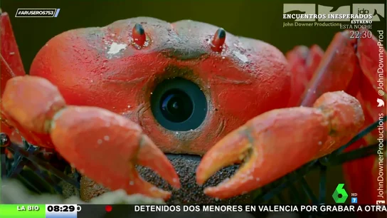 Cangrejo espía Cangrejo espía