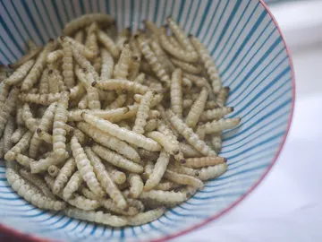 Comer insectos Comer insectos