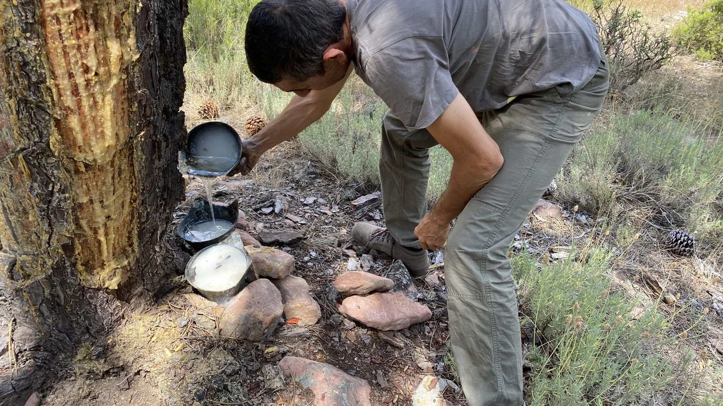 Se buscan resineros: el proyecto que recupera un oficio abandonado por el éxodo rural Se buscan resineros: el proyecto que recupera un oficio abandonado por el éxodo rural