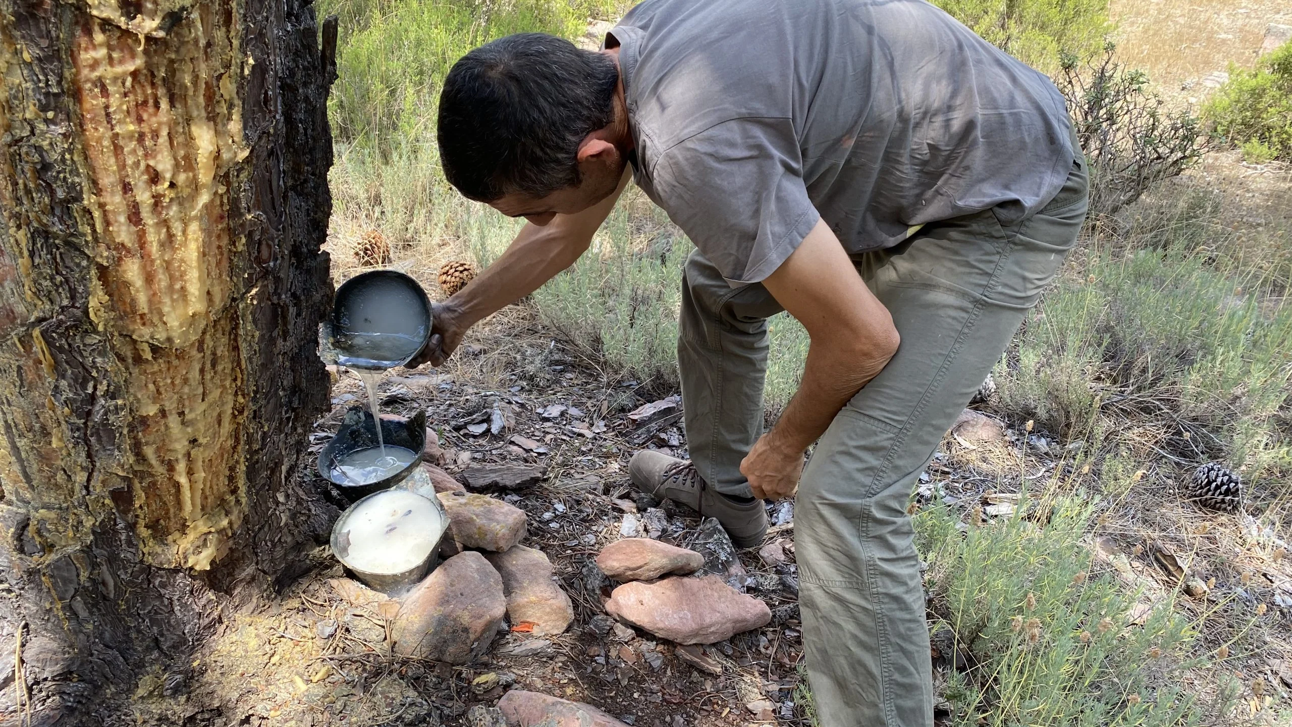 Se buscan resineros: el proyecto que recupera un oficio abandonado por el éxodo rural