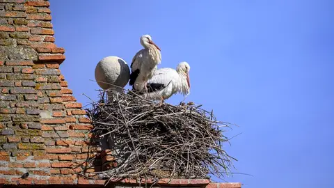 Cigüeñas Cigüeñas